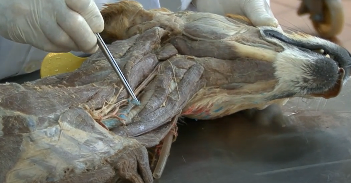 Musculatura del dorso, cuello, paredes del tórax y del abdomen en cánidos. Músculos del plano facial en cánidos (II)