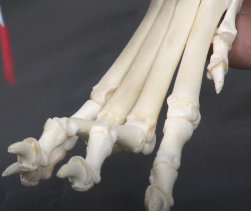 Esqueleto del miembro torácico en cánidos: carpo, metacarpo y falanges de la mano
