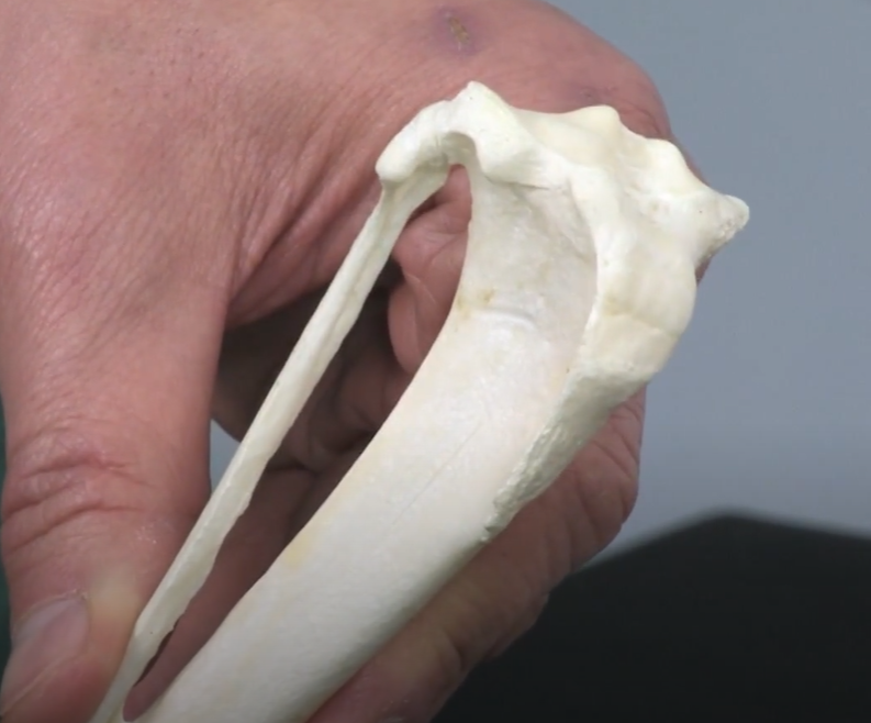 Esqueleto del miembro pelviano en cánidos: tibia y peroné