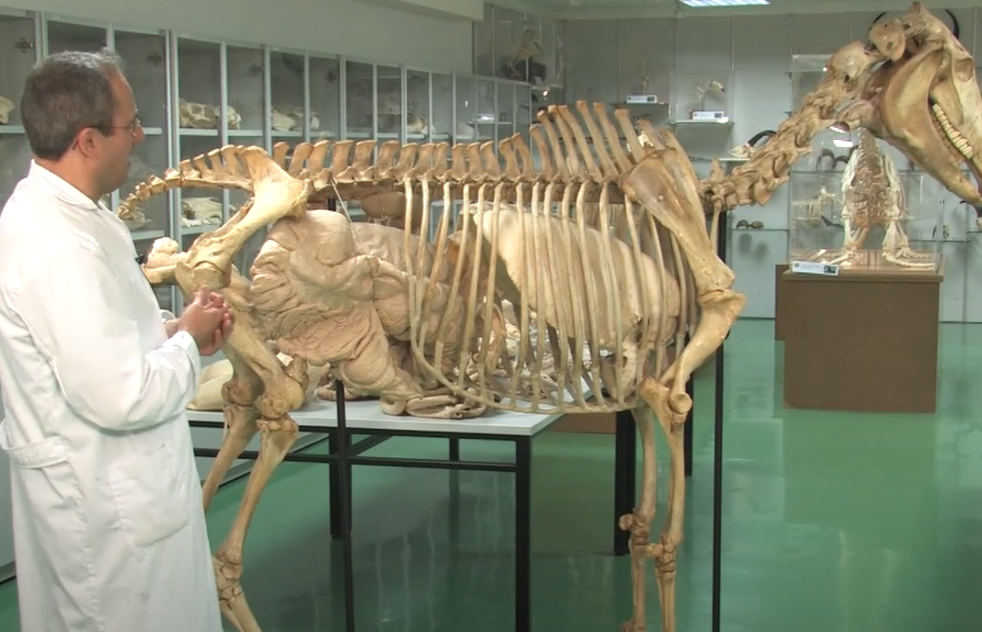 Concepto de osteología