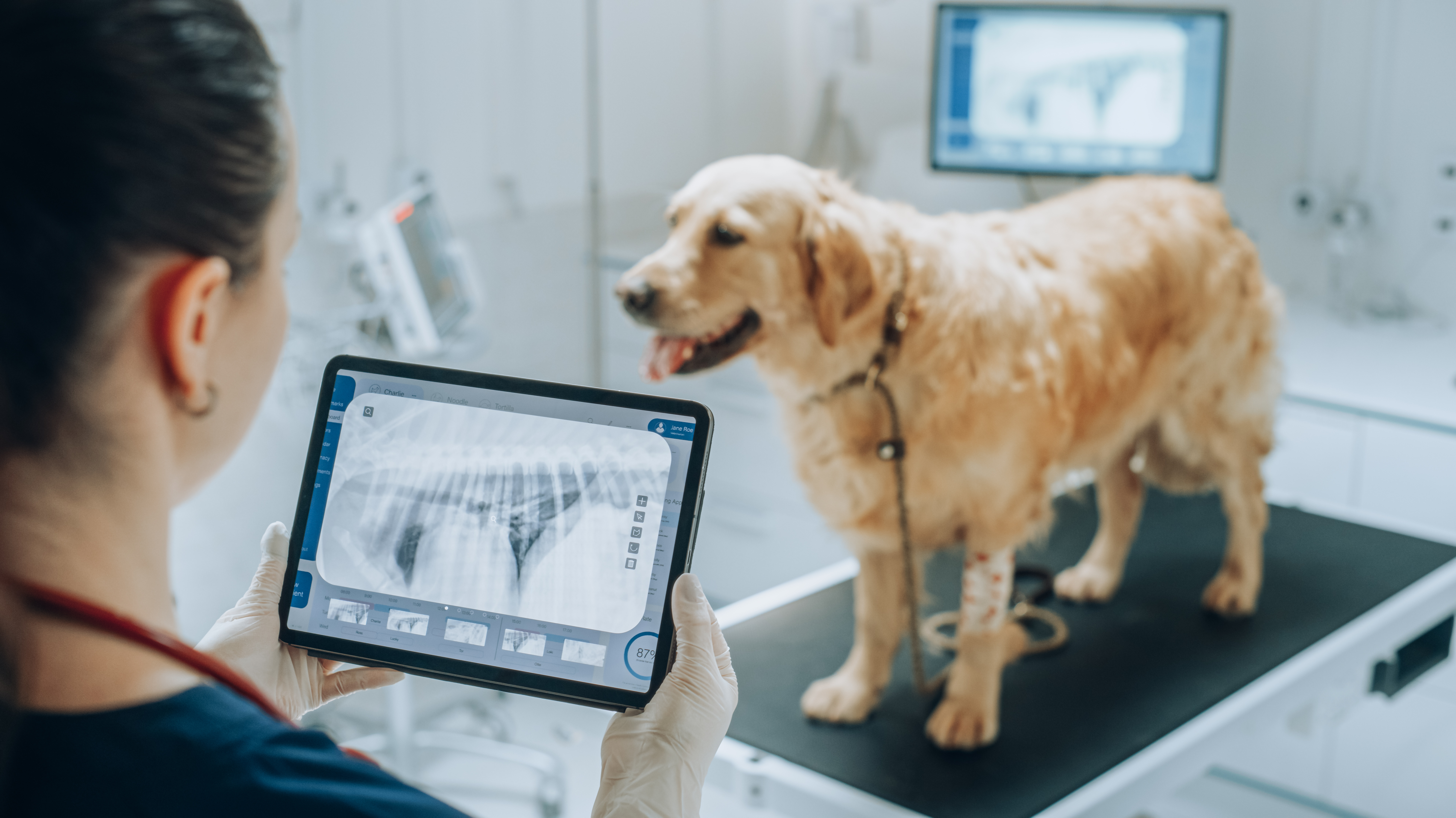 Título Experto Universitario en Diagnóstico por Imagen en pequeños animales