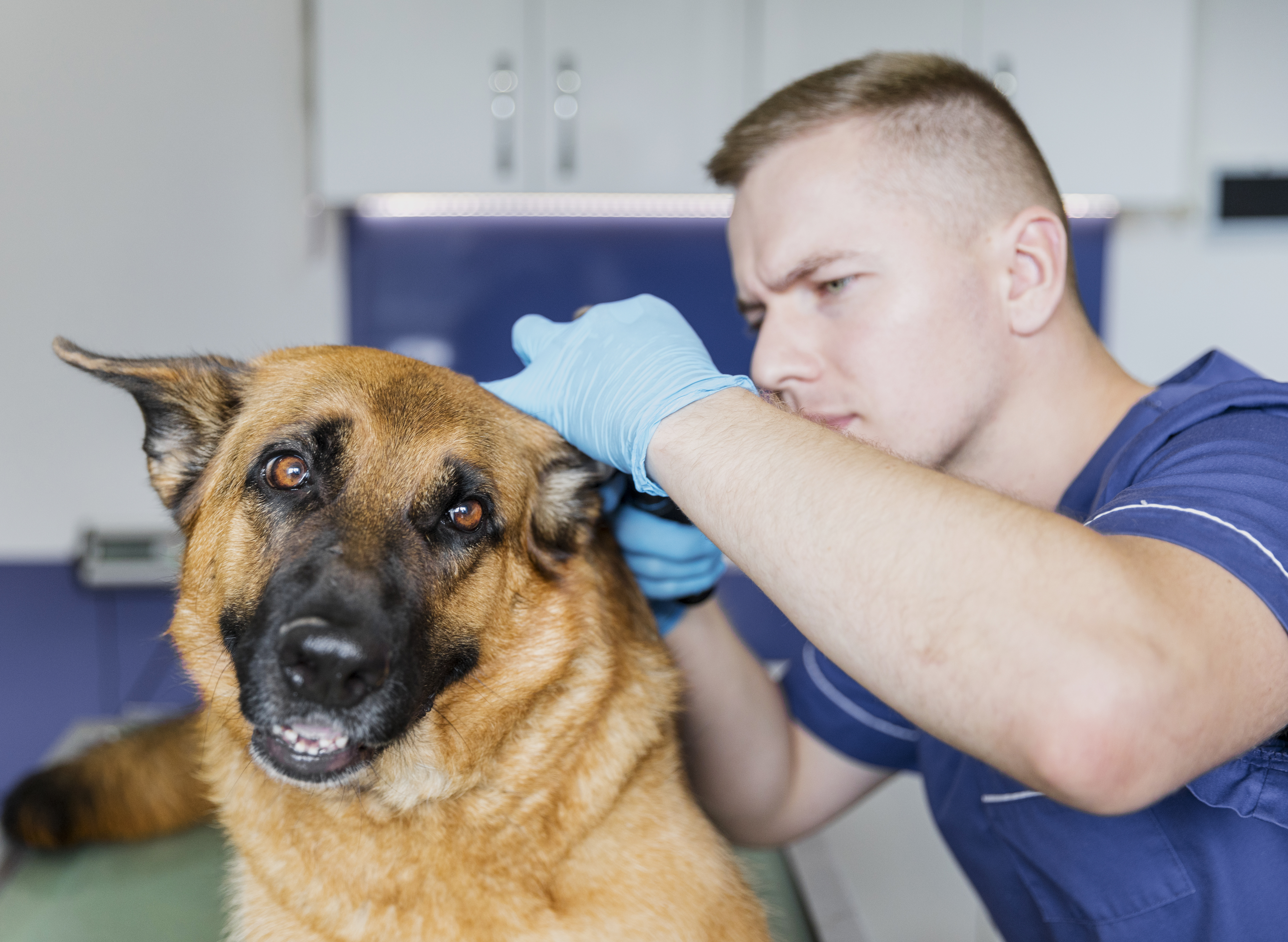 Título de Experto Universitario en Dermatología de pequeños animales