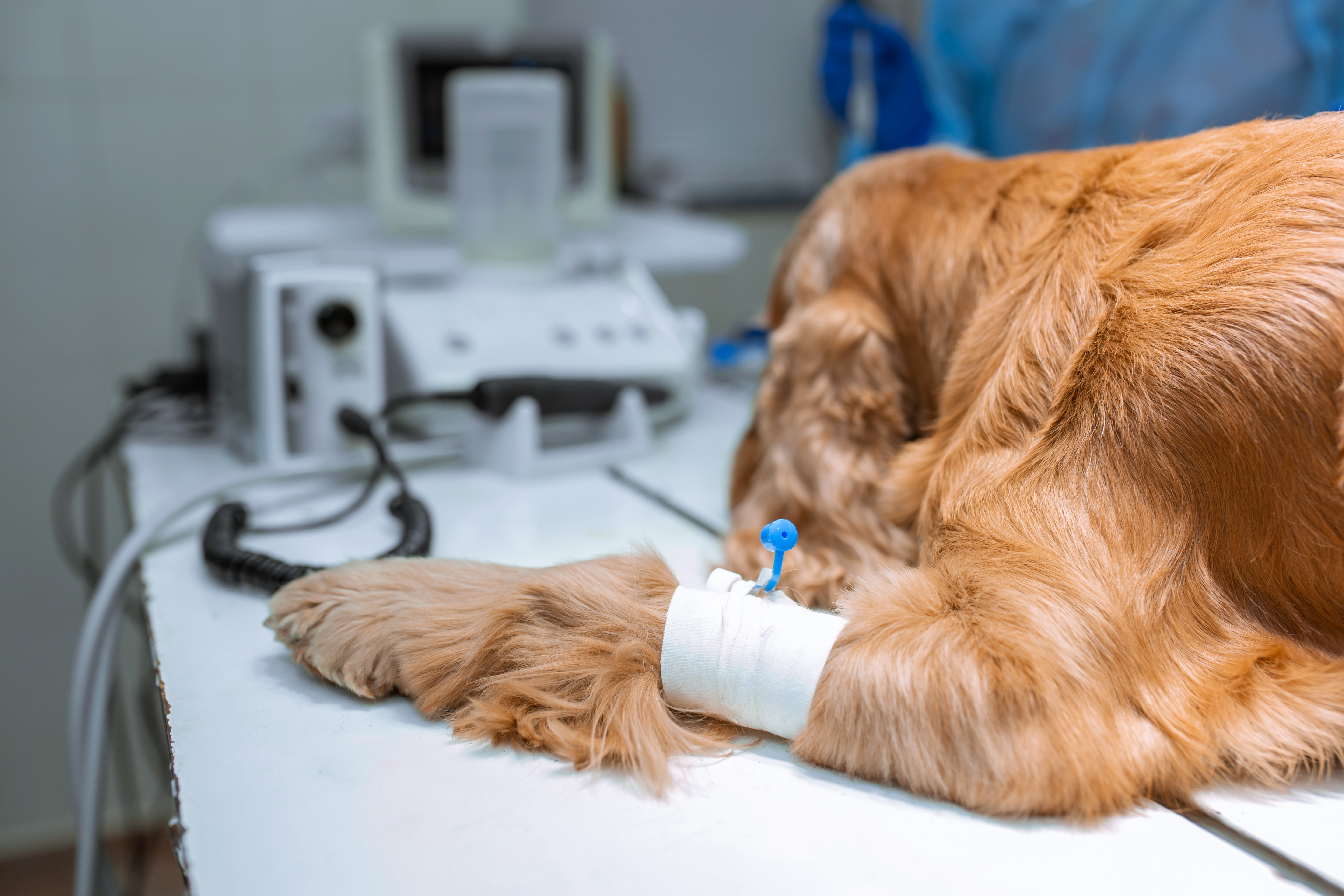 Título de Experto Universitario en Medicina Interna en pequeños animales